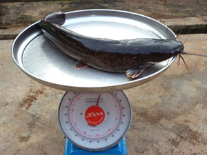 Fresh catfish on scale