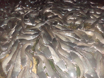 Divine Fish Farm, Ogun, Nigeria 02